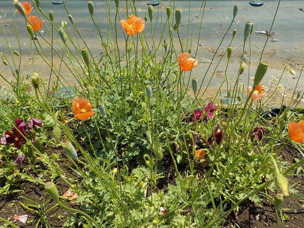 【ナガミヒナゲシにご注意!】道ばたでよく見かけるオレンジの花には毒がある。茎を折ると真っ黄色の毒汁がじわり