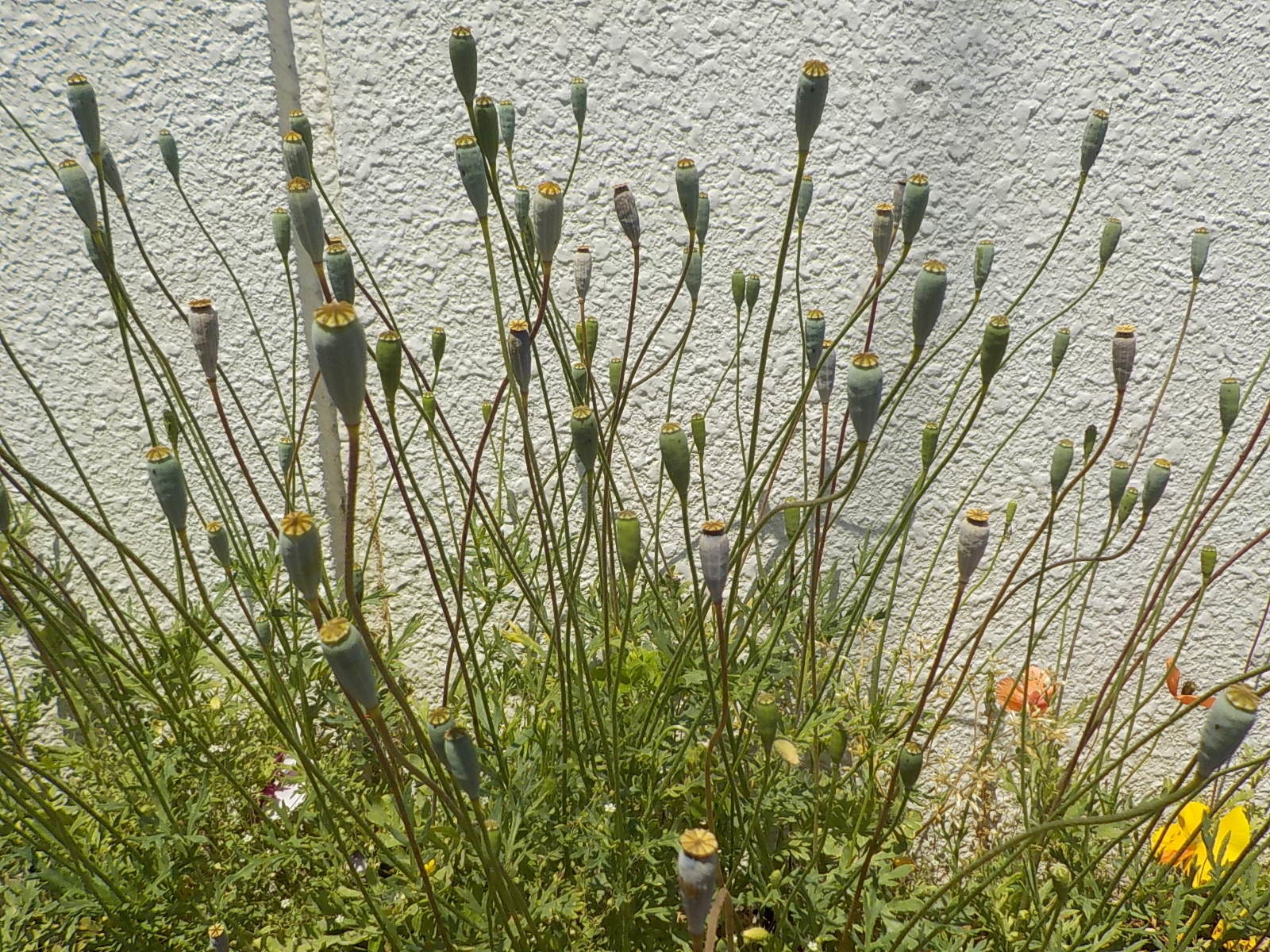 ナガミヒナゲシにご注意！】道ばたでよく見かけるオレンジの花に