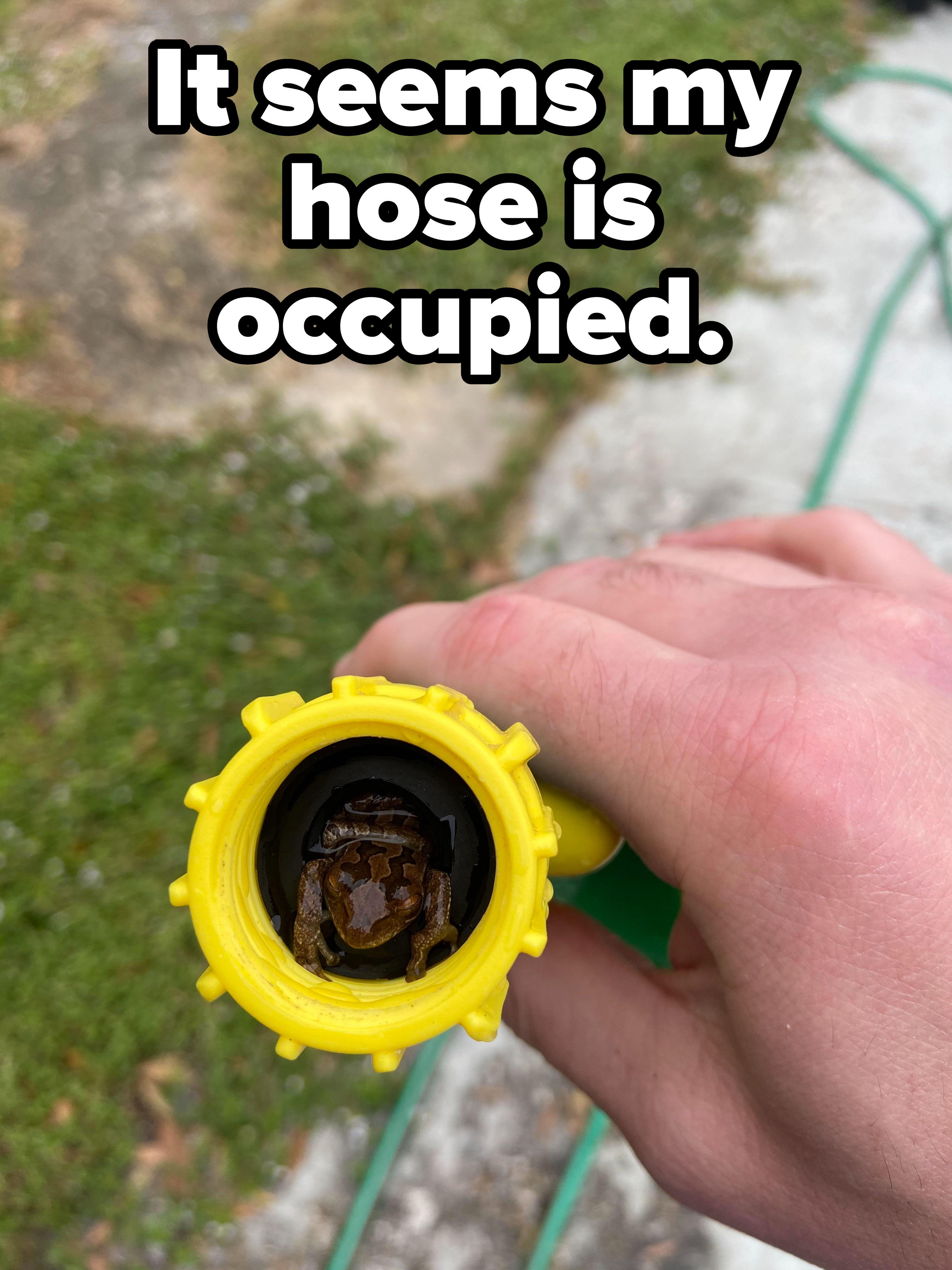 A small frog is seen inside the opening of a garden hose nozzle held by a person's hand. There are patches of grass and concrete visible in the background