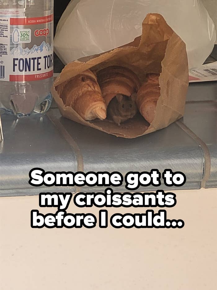A mouse peeks out from a brown paper bag containing croissants on a tiled surface next to a bottle of Fonte Torre sparkling water