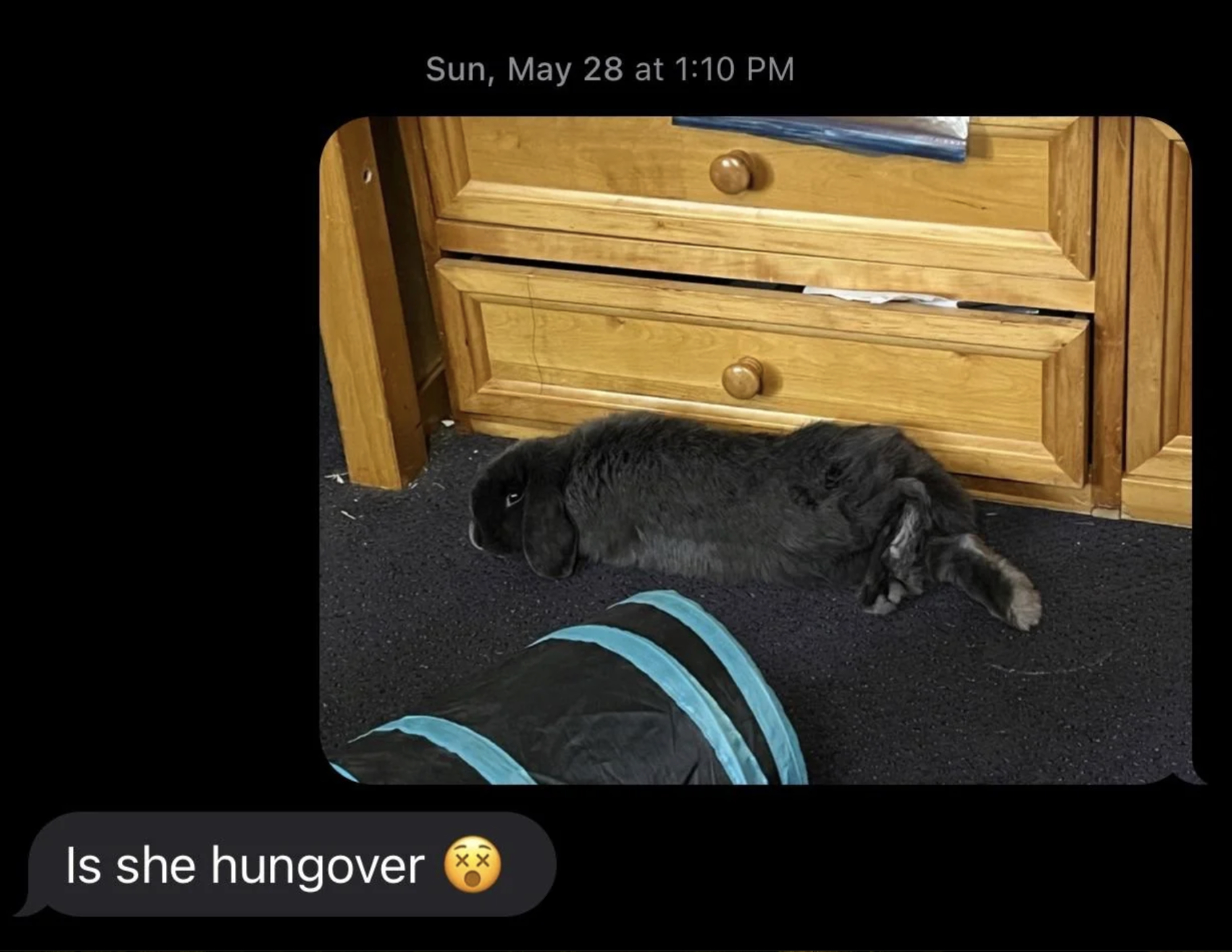 A black rabbit lies on the floor near a wooden dresser. The surrounding text reads: &quot;Is she hungover ?.&quot;