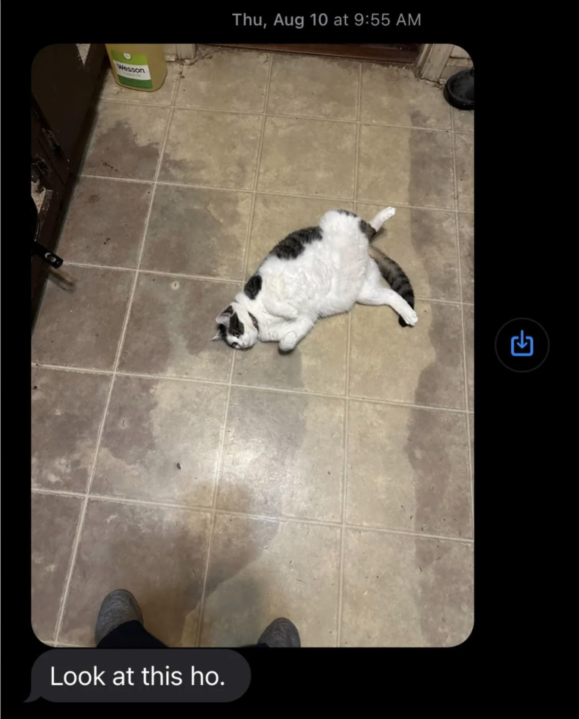 Fat white and black cat lying on floor, timestamped Thu, Aug 10 at 9:55 AM. Text reads, &quot;Look at this ho.&quot;