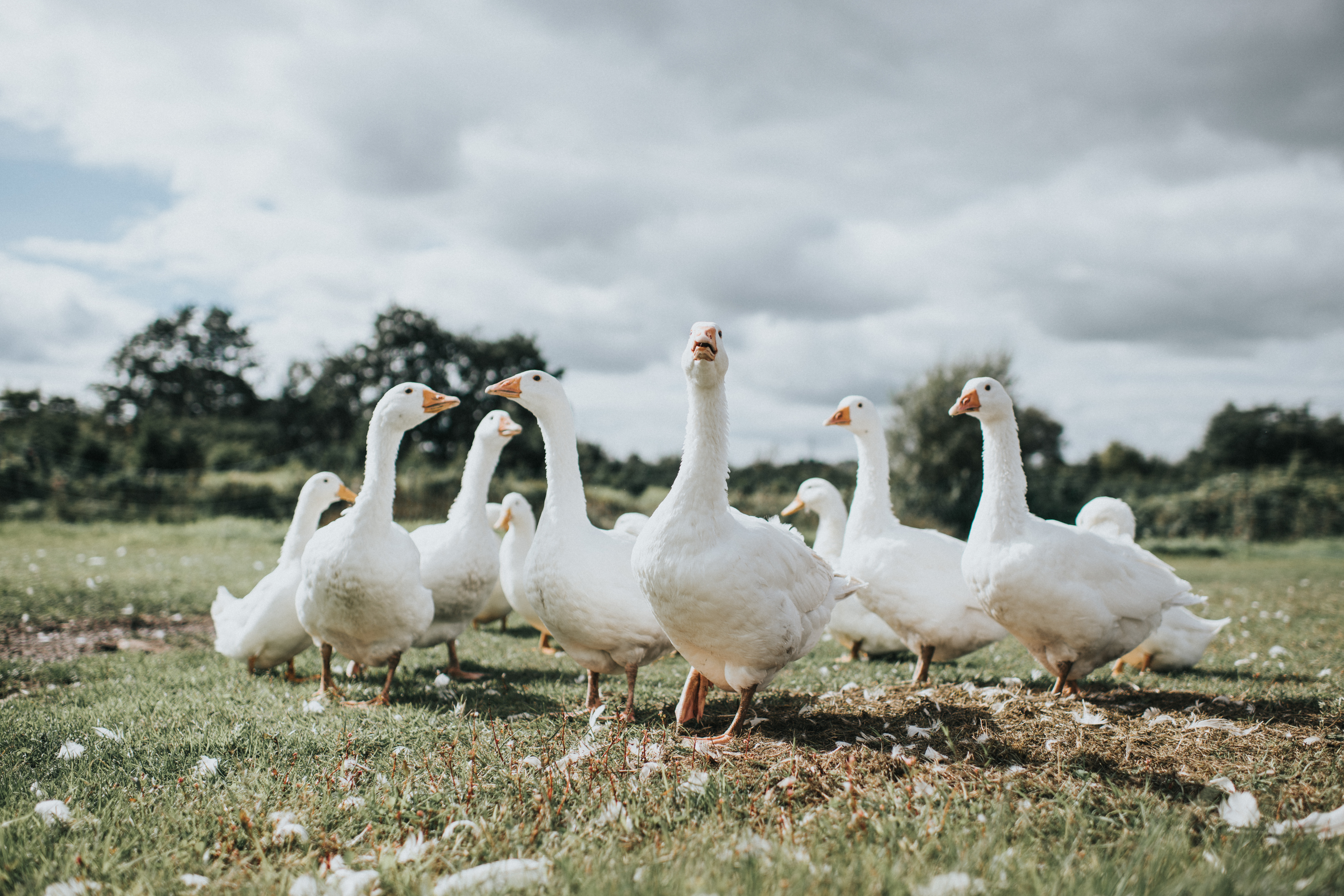 A group of white geese gathered on a grassy field under a cloudy sky