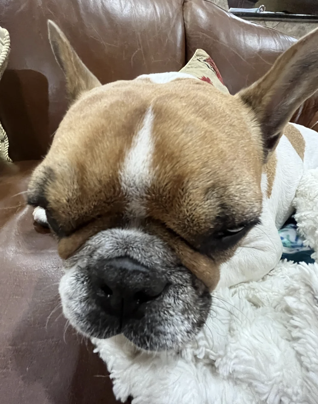 Close-up of a bulldog with a wrinkled face and closed eyes resting on a leather couch with a white blanket
