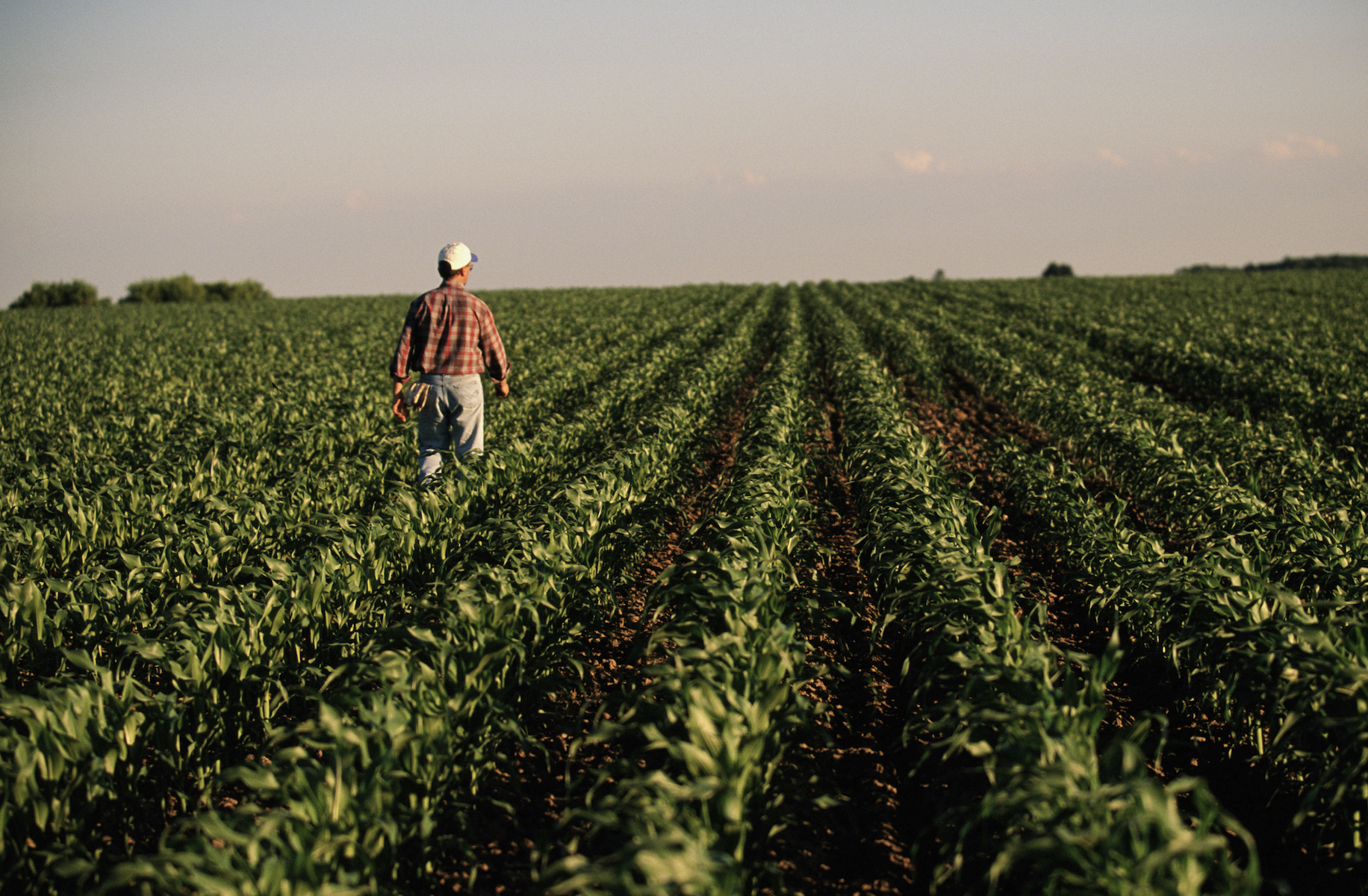 A farmer walks through a vast, neatly planted cornfield checking the crops. The horizon is visible in the background