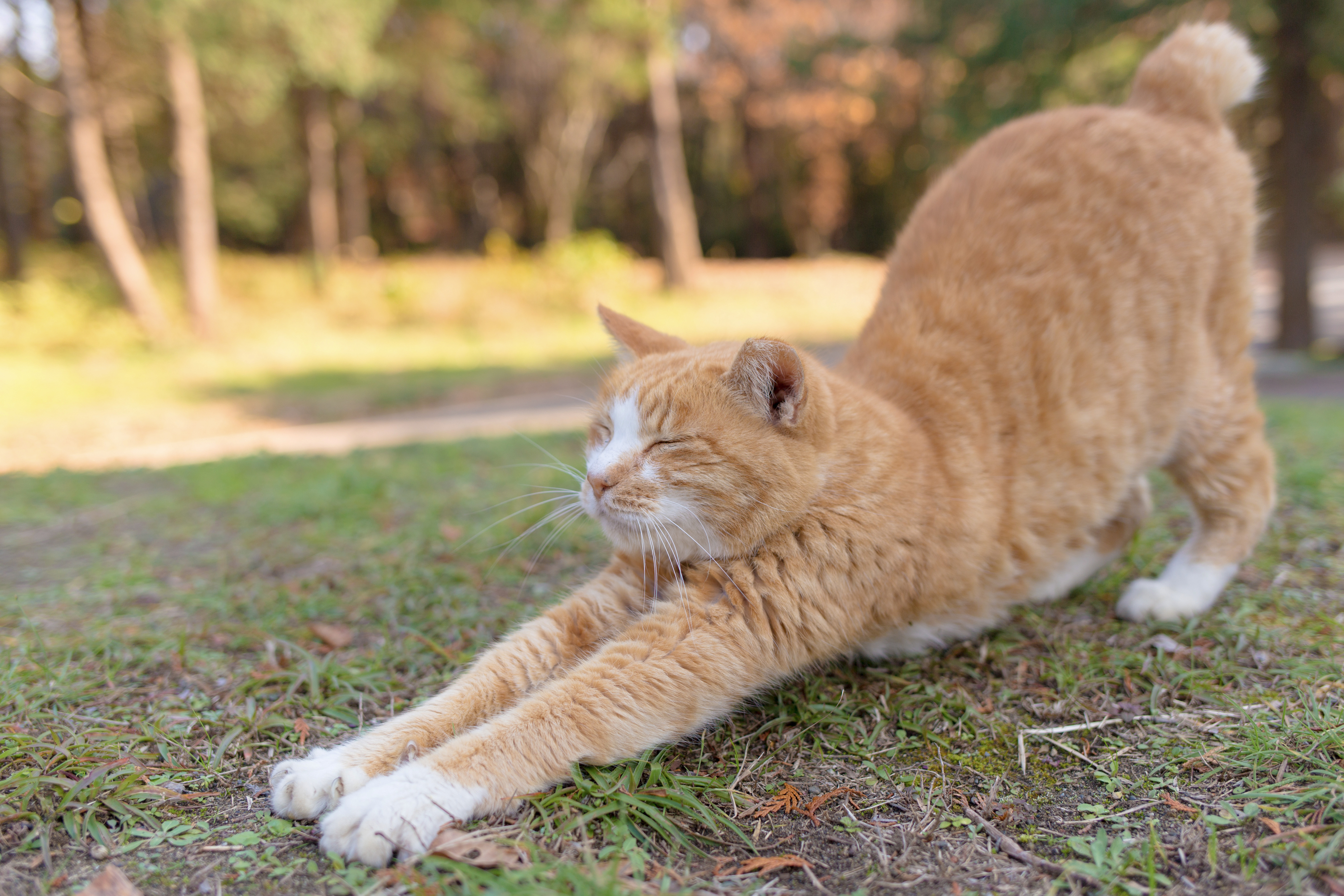 Cat stretching on grass in a park, eyes closed and front legs extended forward. Trees and sunlight are visible in the background