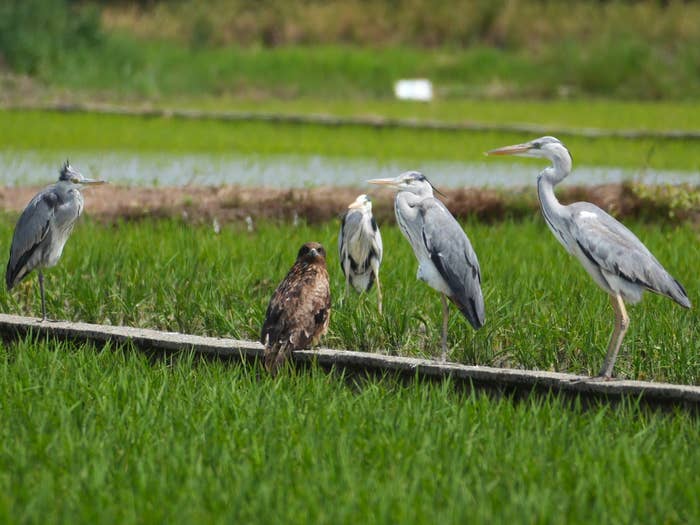 アオサギに囲まれたトビ / ちびこさんのXより