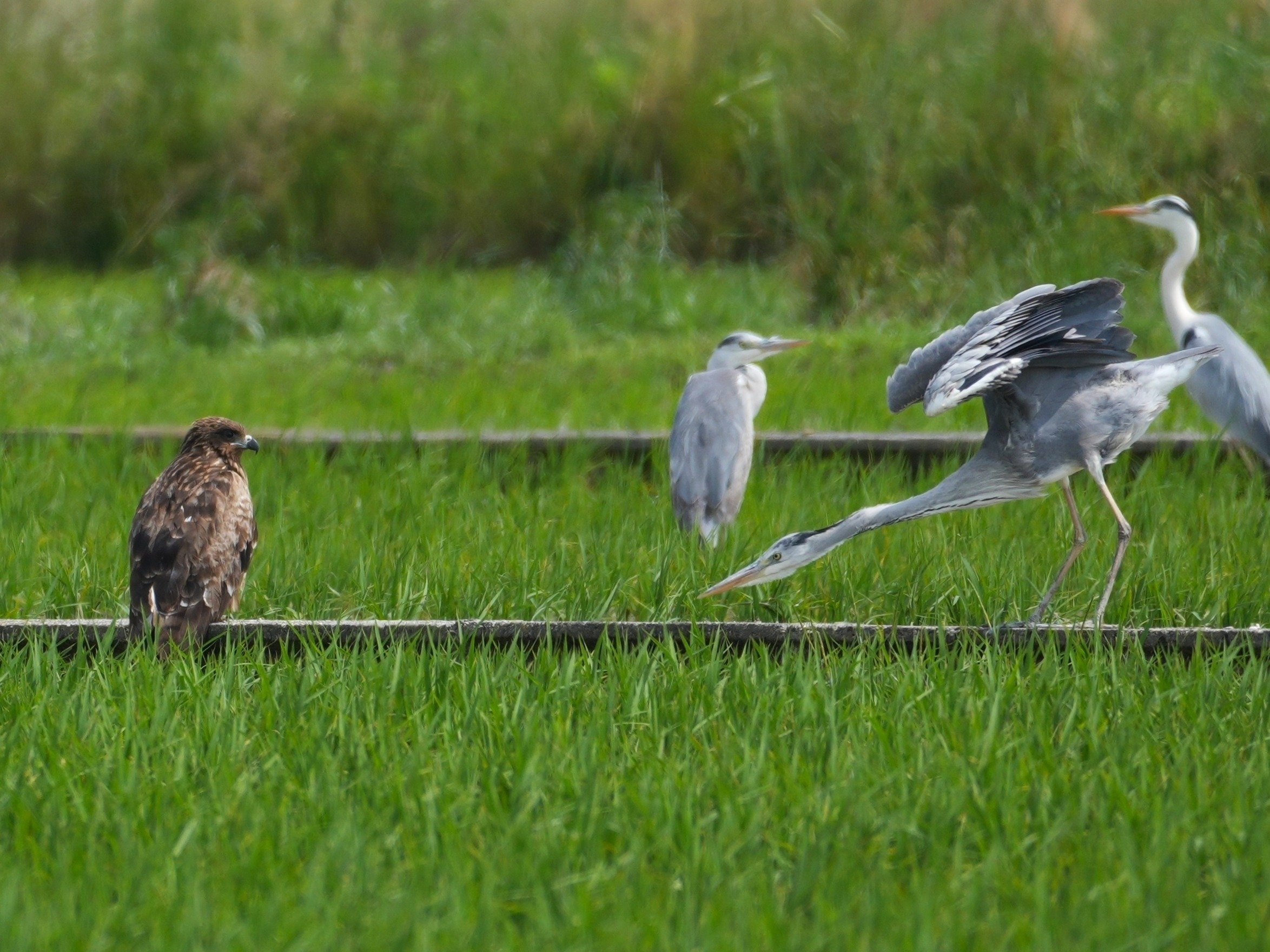アオサギがトビにひれ伏している!? / ちびこさんのXより