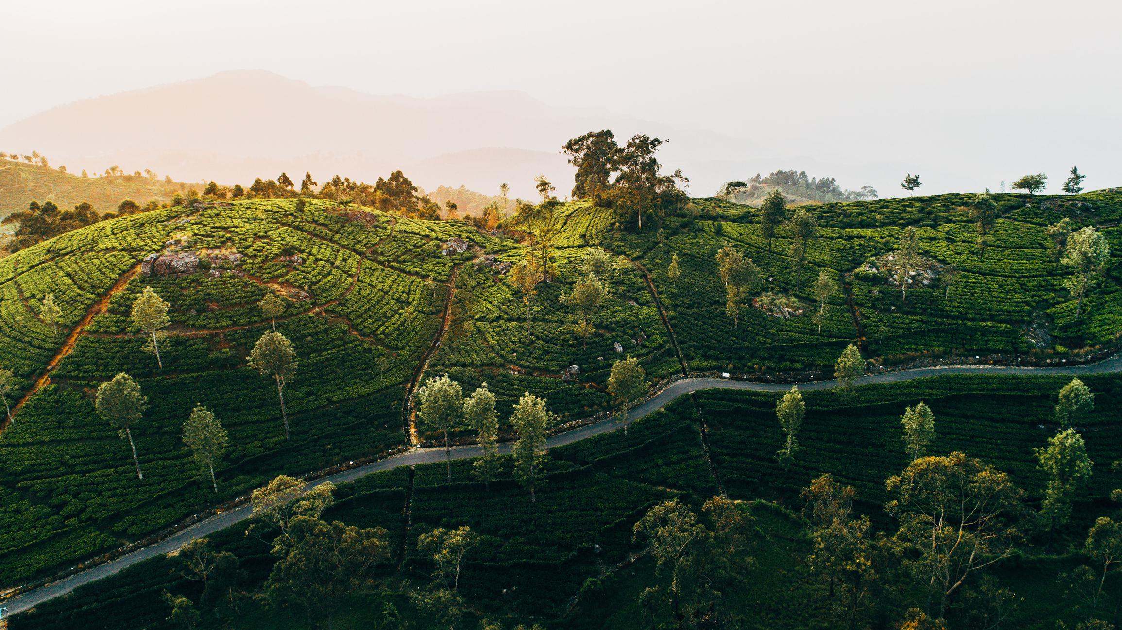 An aerial view of lush green terraced tea plantations with trees scattered across the landscape in a mountainous region, ideal for eco-tourism