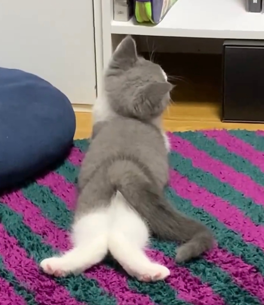 生後3カ月のブリティッシュショートヘア、おもちちゃん