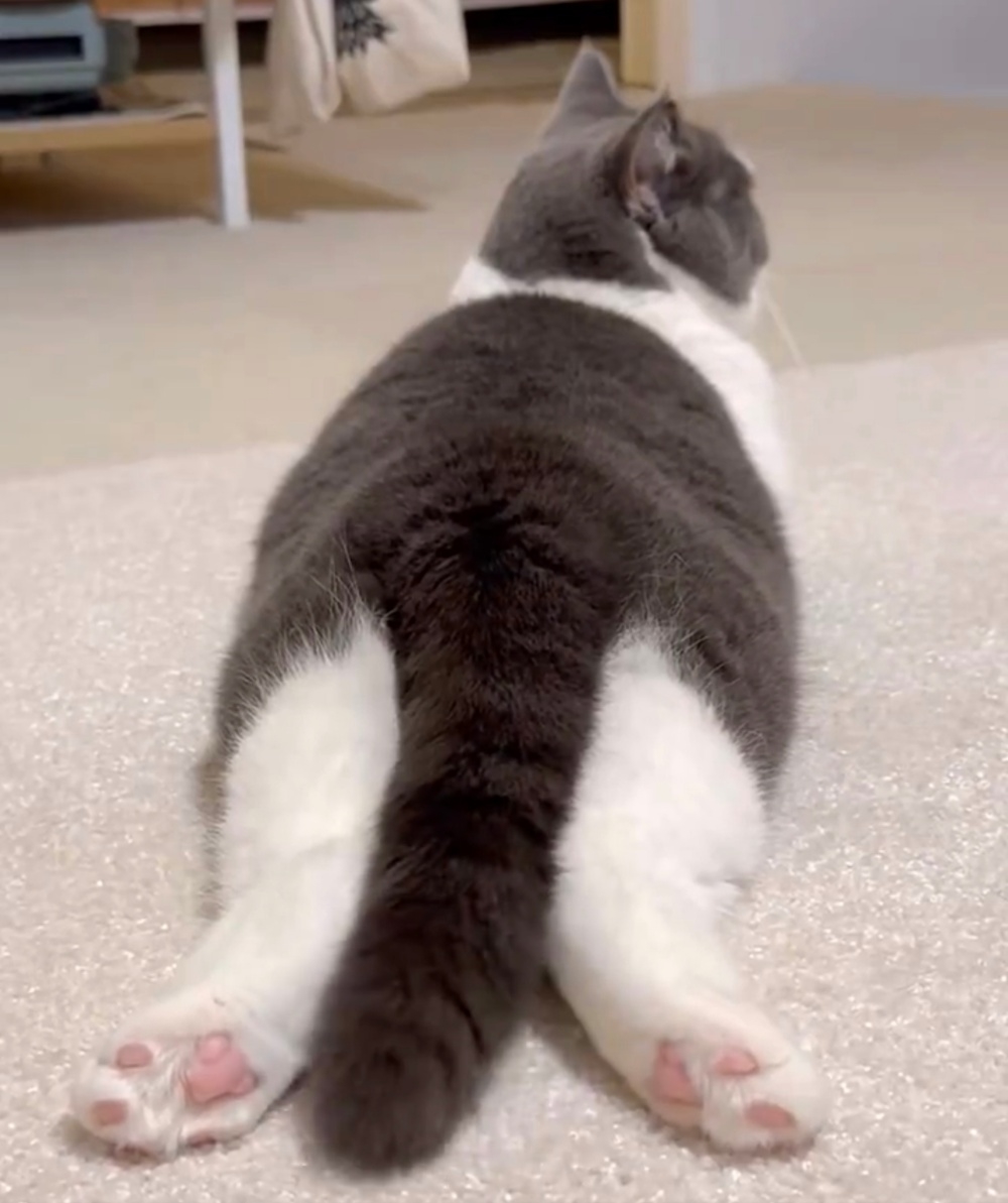 3歳のブリティッシュショートヘア、おもちちゃん