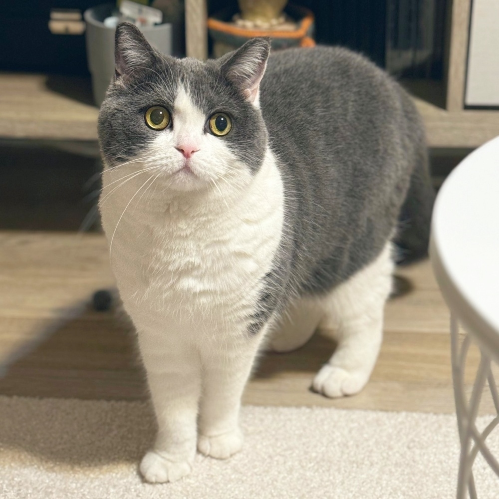 3歳になったブリティッシュショートヘアのおもちちゃん