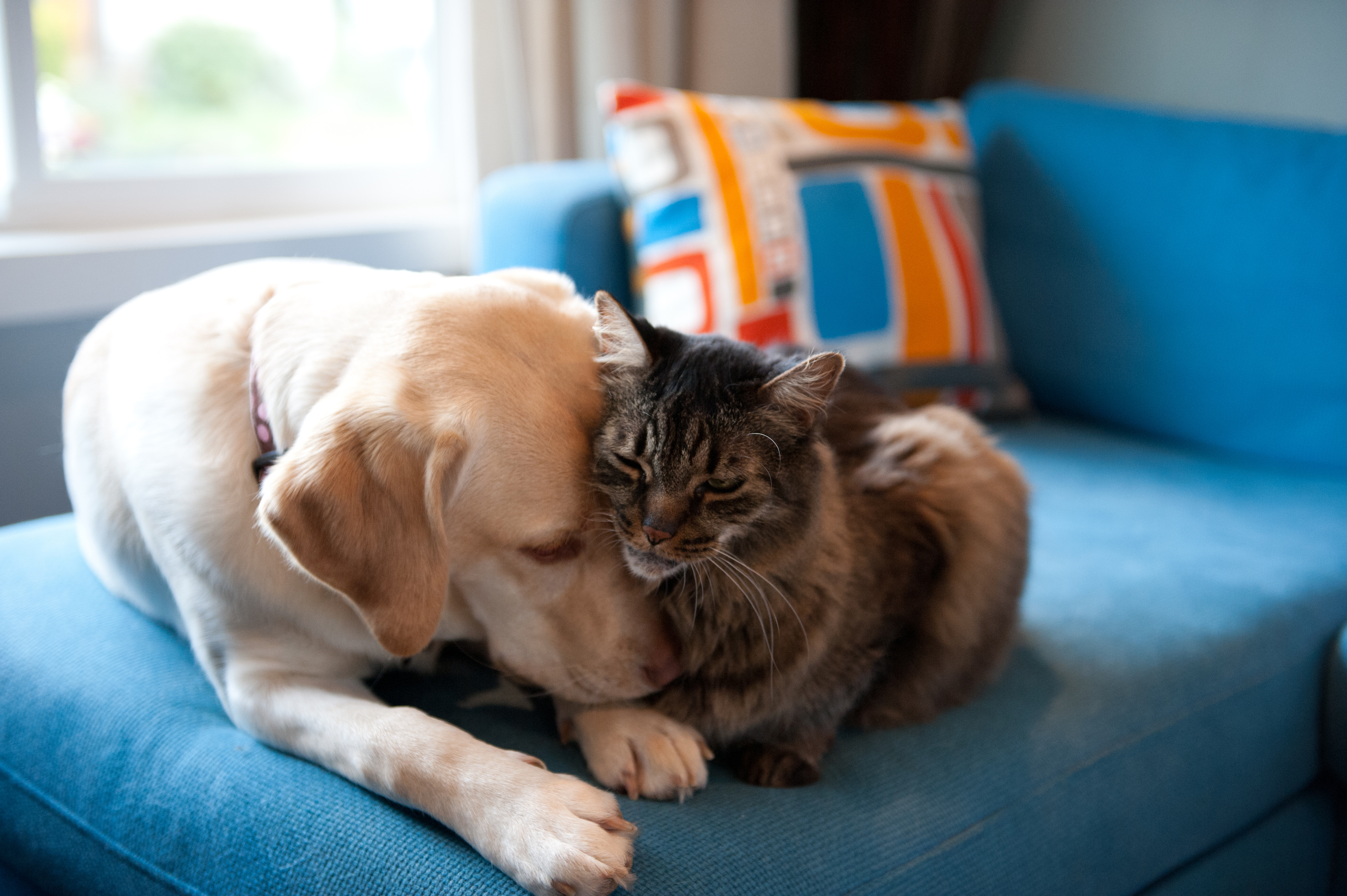 A dog and a cat cuddle affectionately on a blue couch, showing a bond of friendship