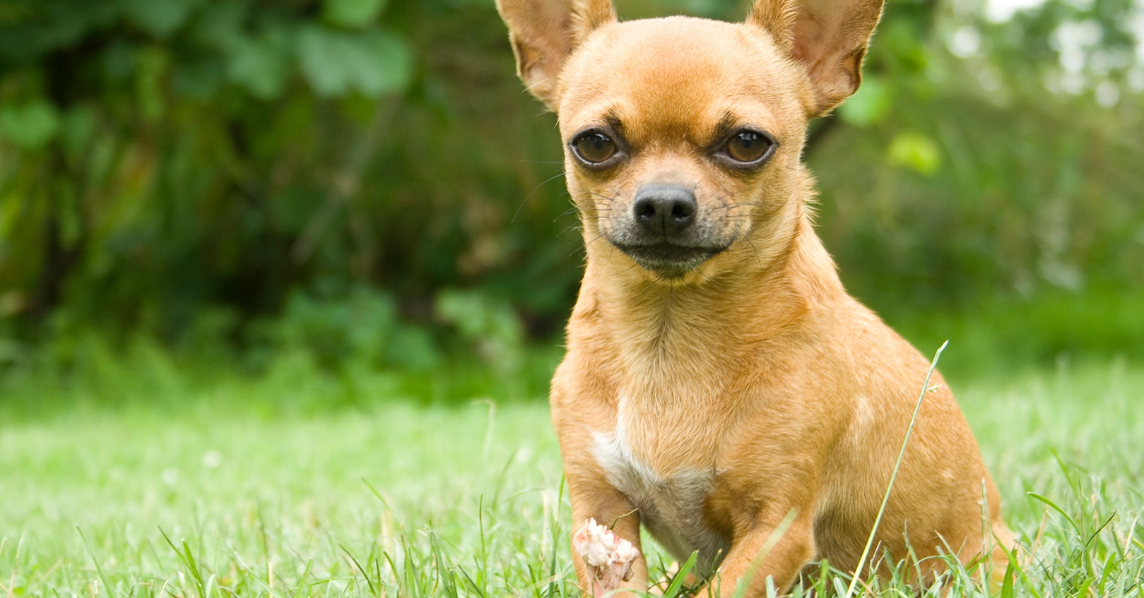 Chihuahua Owners Arrested After Dog Overdoses on Heroin and Cocaine at ...