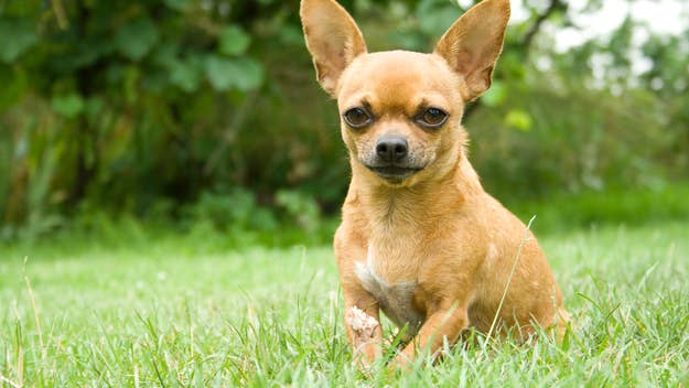 A Chihuahua sits alertly on a grassy field with foliage in the background