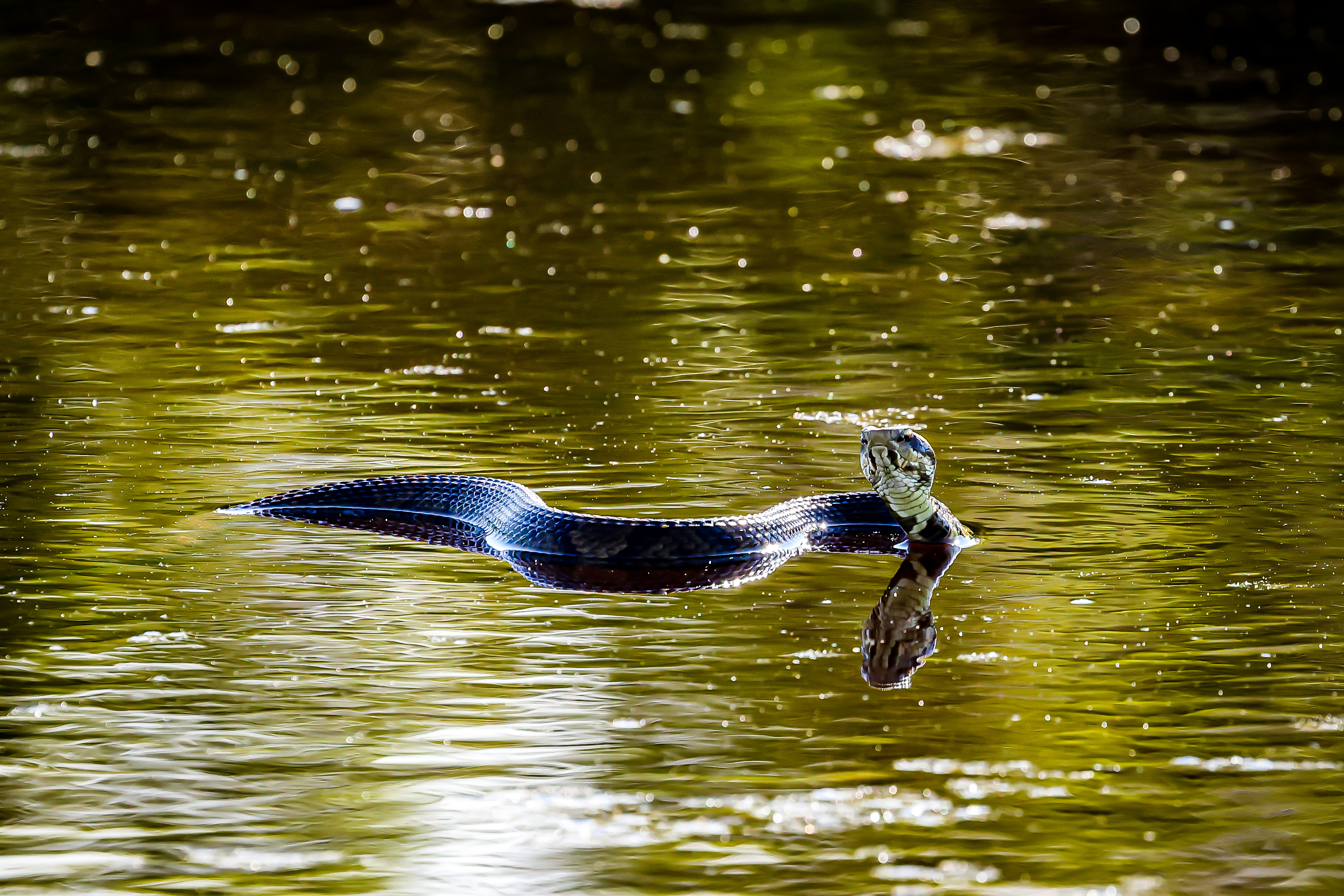 A snake swimming on a reflective water surface with its head raised. The background is blurred, giving the image a peaceful, serene atmosphere