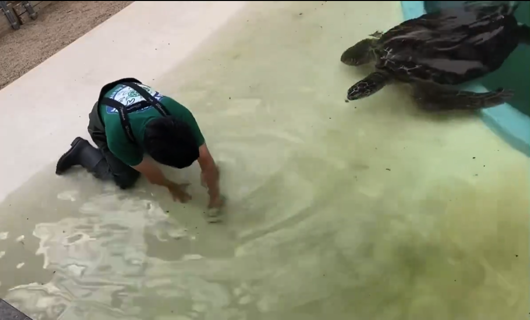 掃除する飼育員の元に寄ってくるウミガメ