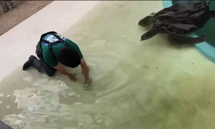 掃除する飼育員の元に寄ってくるウミガメ