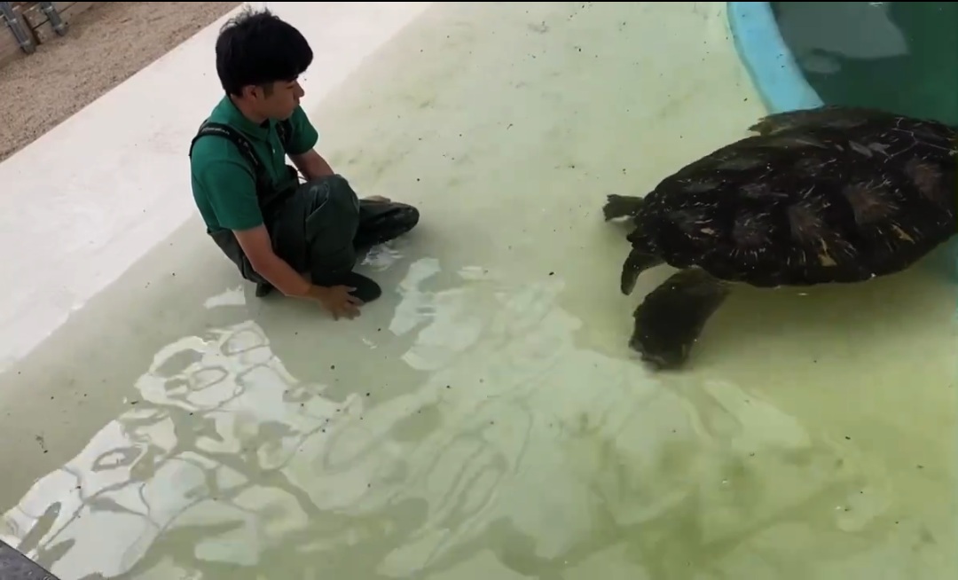 満足げに去っていくウミガメ