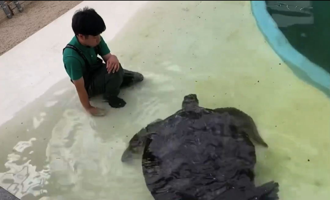 一旦離れたウミガメ