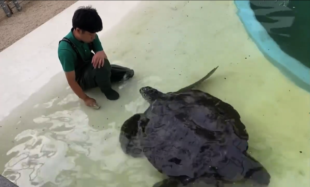 再び飼育員に寄ってくるウミガメ