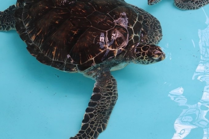 浅い水の中で泳いでいる亀の画像。