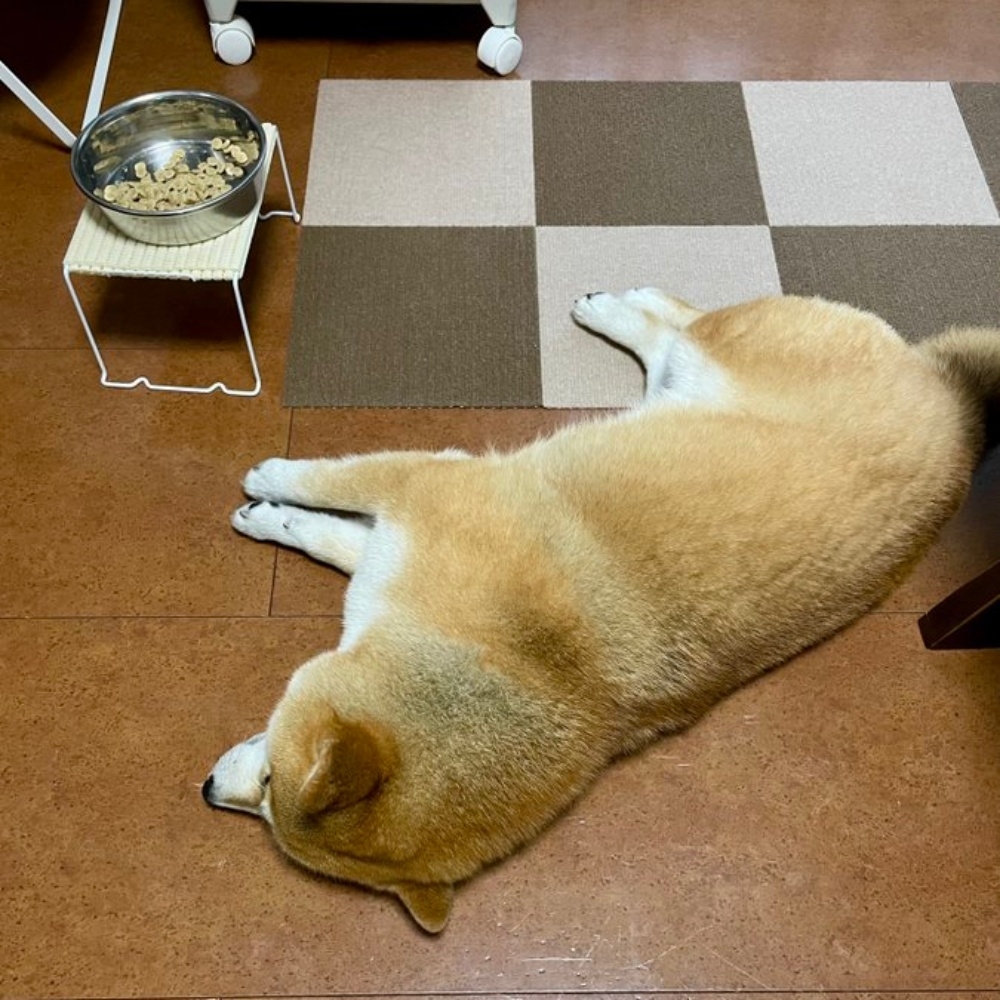 ごはん皿の前で寝転がるあずきちゃん