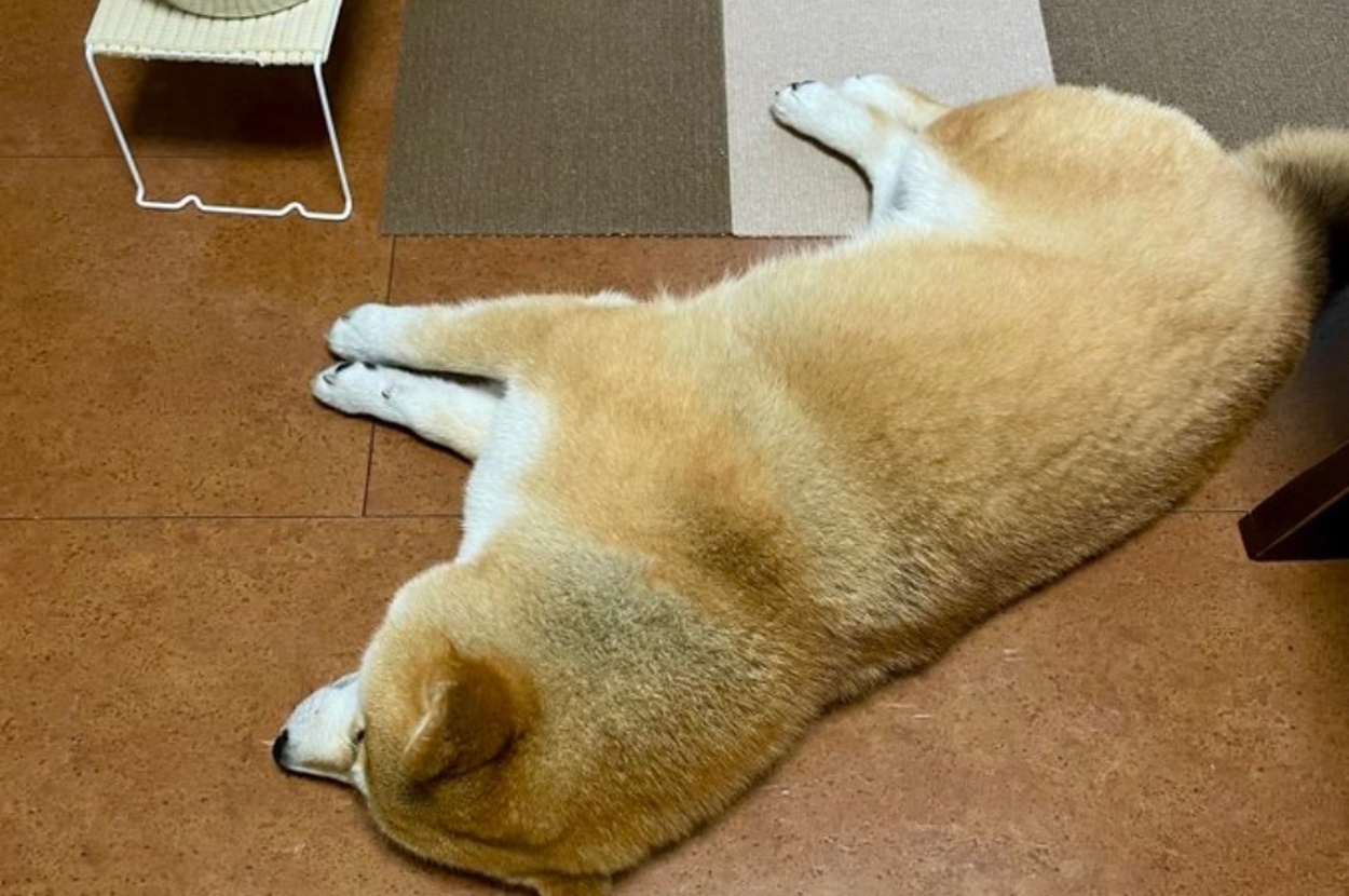 ごはんの前で寝転ぶあずきちゃん