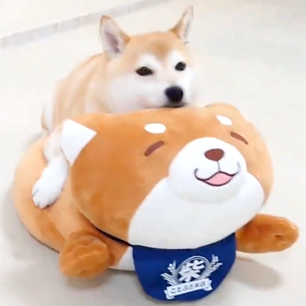 ぬいぐるみの上で左を向くチャーミーちゃん