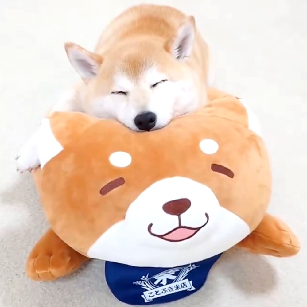 ぬいぐるみの上で眠るチャーミーちゃん