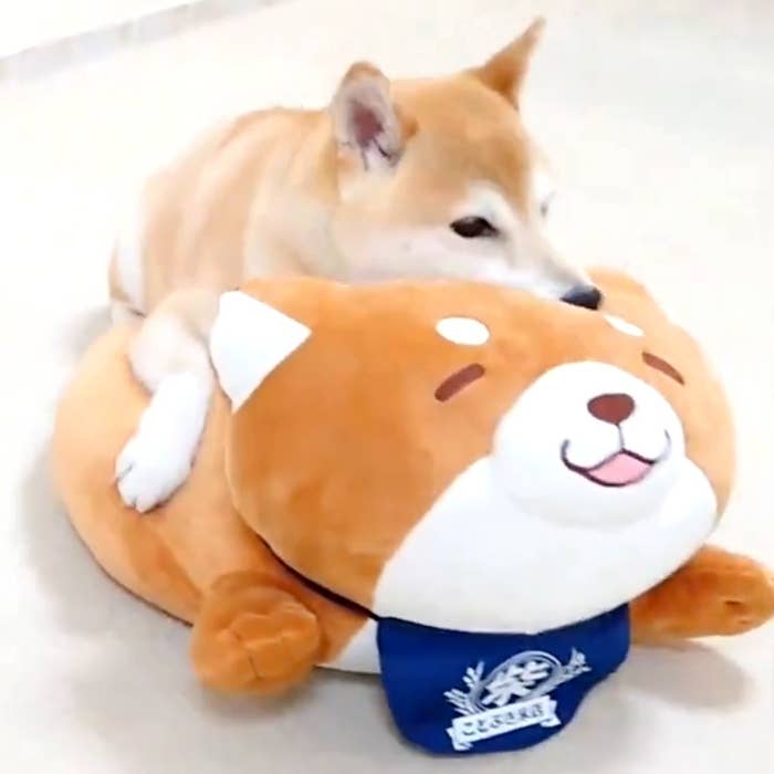 ぬいぐるみの上で右を向くチャーミーちゃん