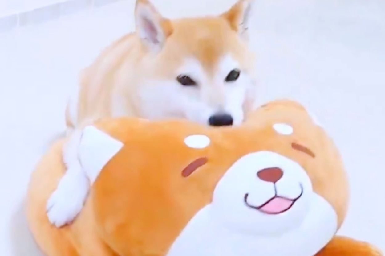 ぬいぐるみの上に乗るチャーミーちゃん