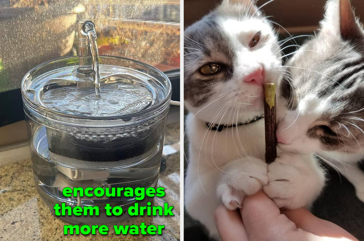 a reviewer's cat water fountain "encourages them to drink more water" / a reviewer's two cats with a chew stick