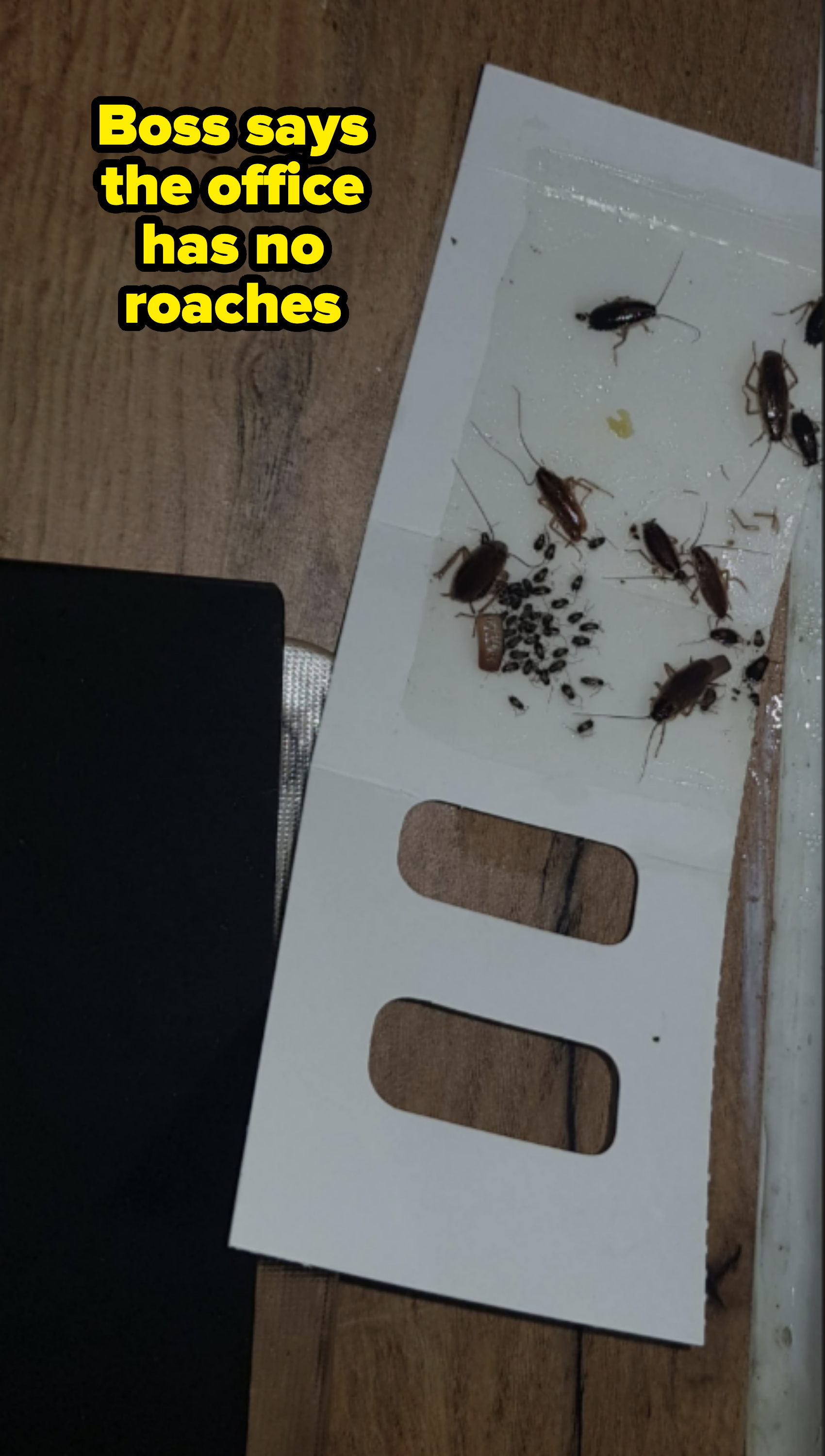 A sticky trap placed on a wooden floor catches several cockroaches and small debris