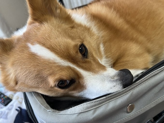 ラップトップカバーに顔を埋める犬の画像。大型の茶色のコーギー。