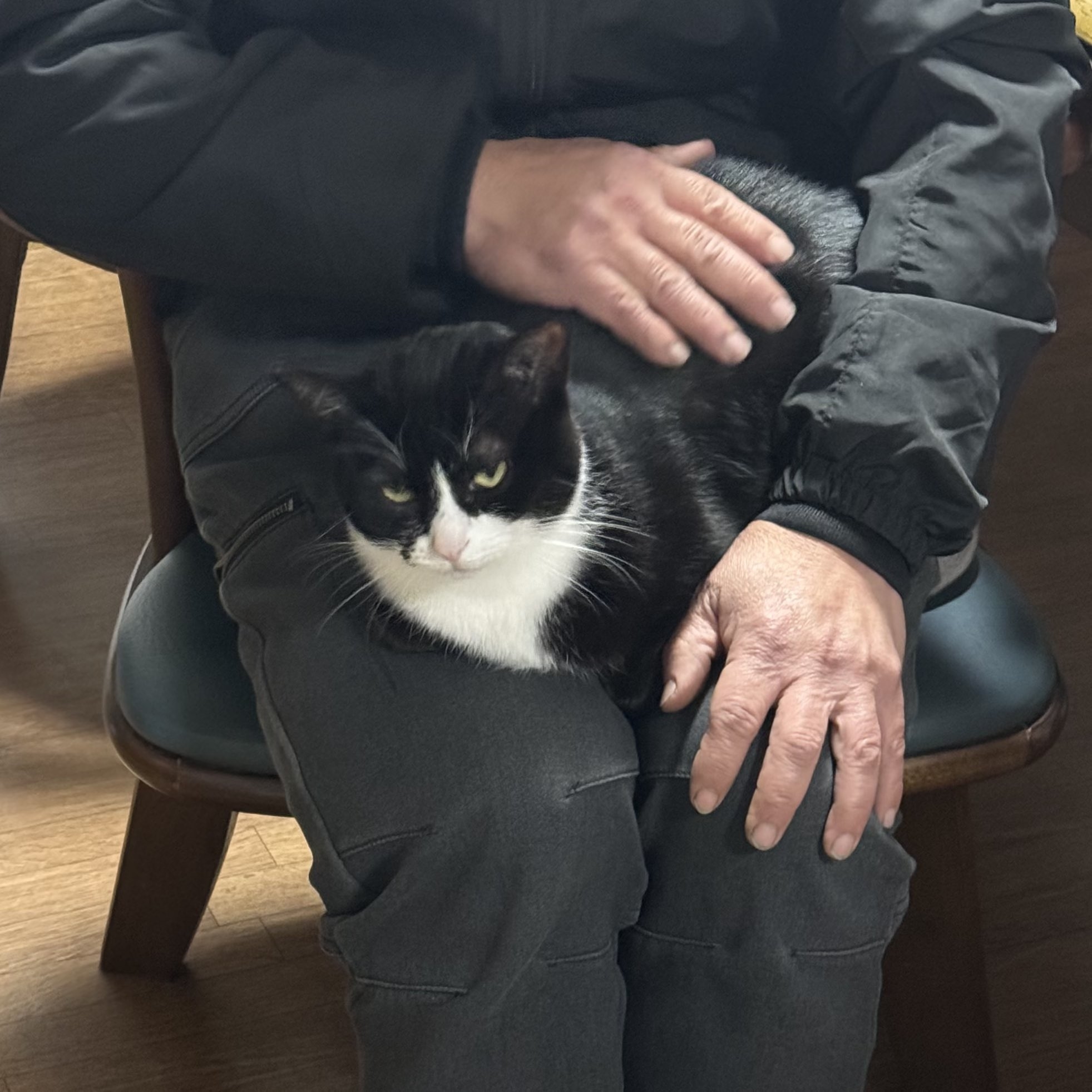 お父さんの膝でにらむタビちゃん / タトゥルヌスさんのXより