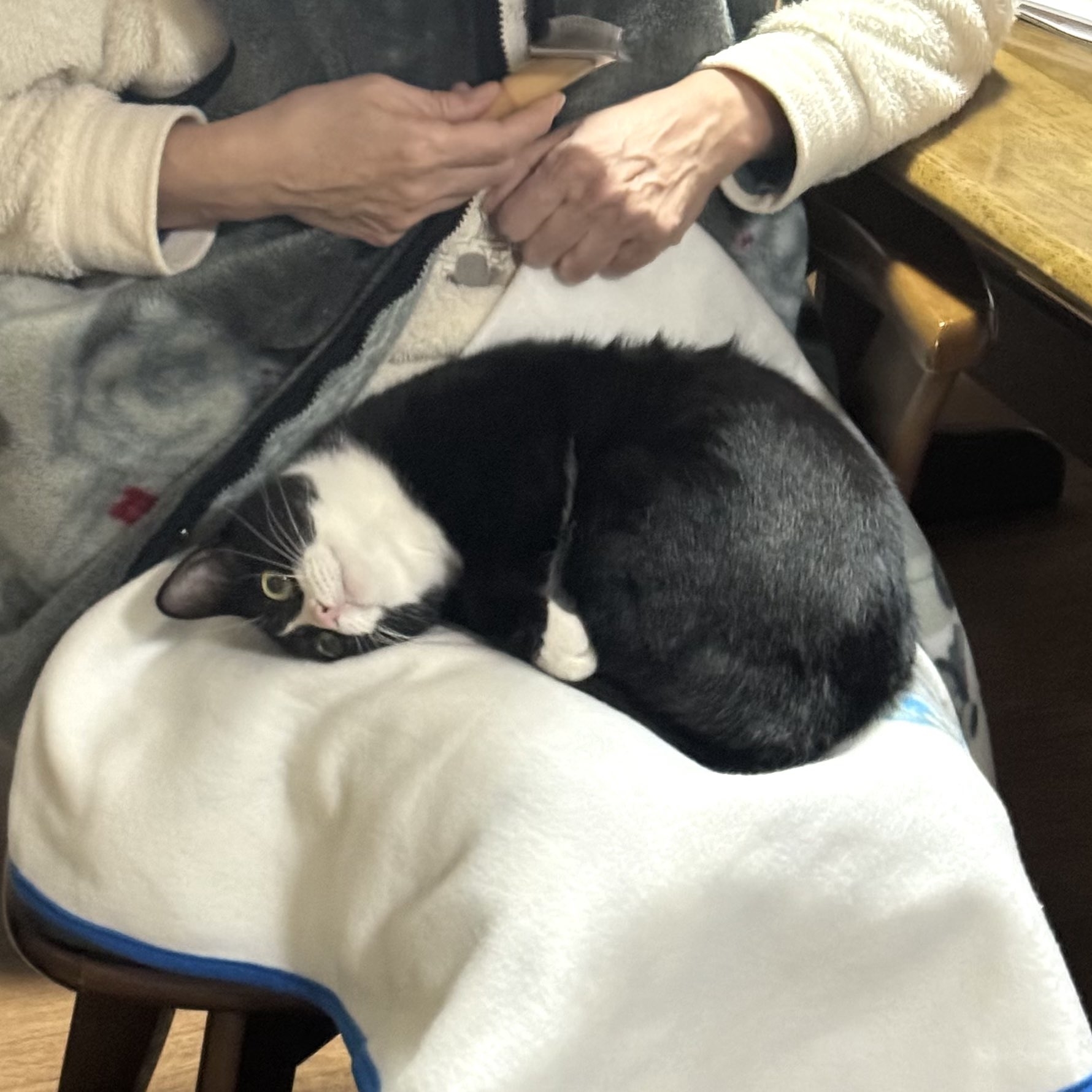 お母さんの膝で甘えるタビちゃん /  タトゥルヌスさんのXより