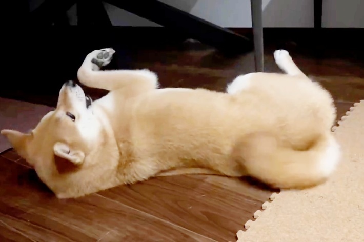 床上でごろ寝するたびくん