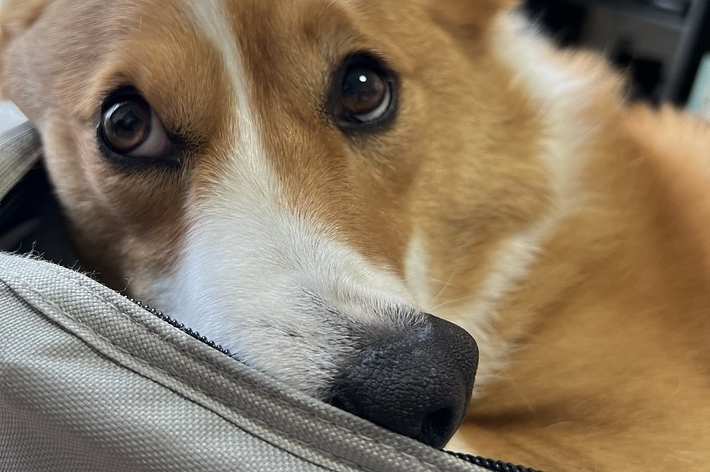 茶色のコーギー犬がカメラを見つめている。部屋の中でリラックスした様子。