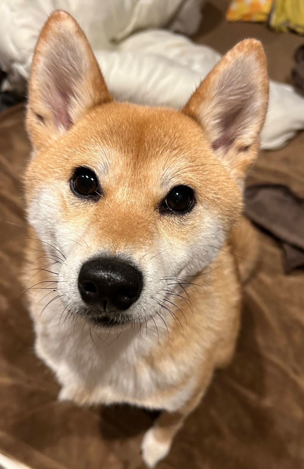 ベッドで飼い主さんを見つめる柴犬のたびちゃん
