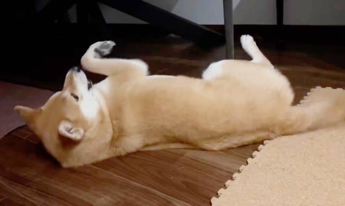 床に寝そべる柴犬のたびちゃん