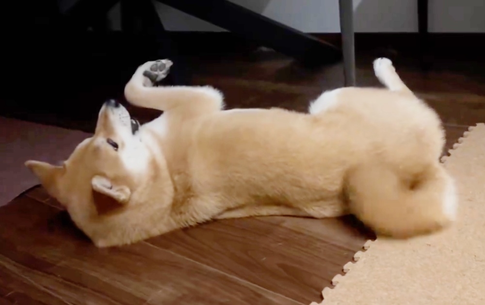 柴犬のしっぽ sddefault.jpg