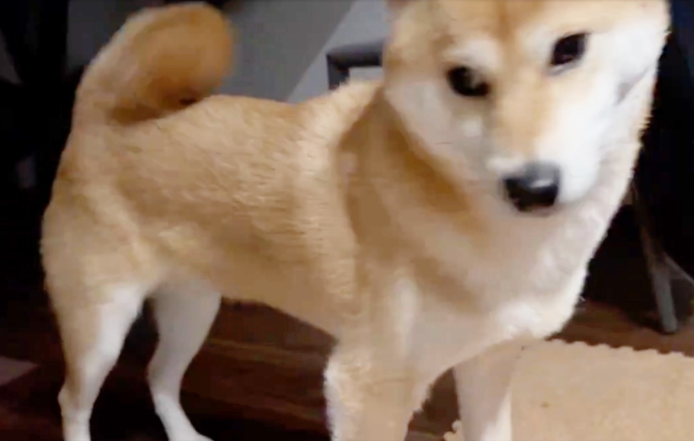 起き上がった柴犬のたびちゃん