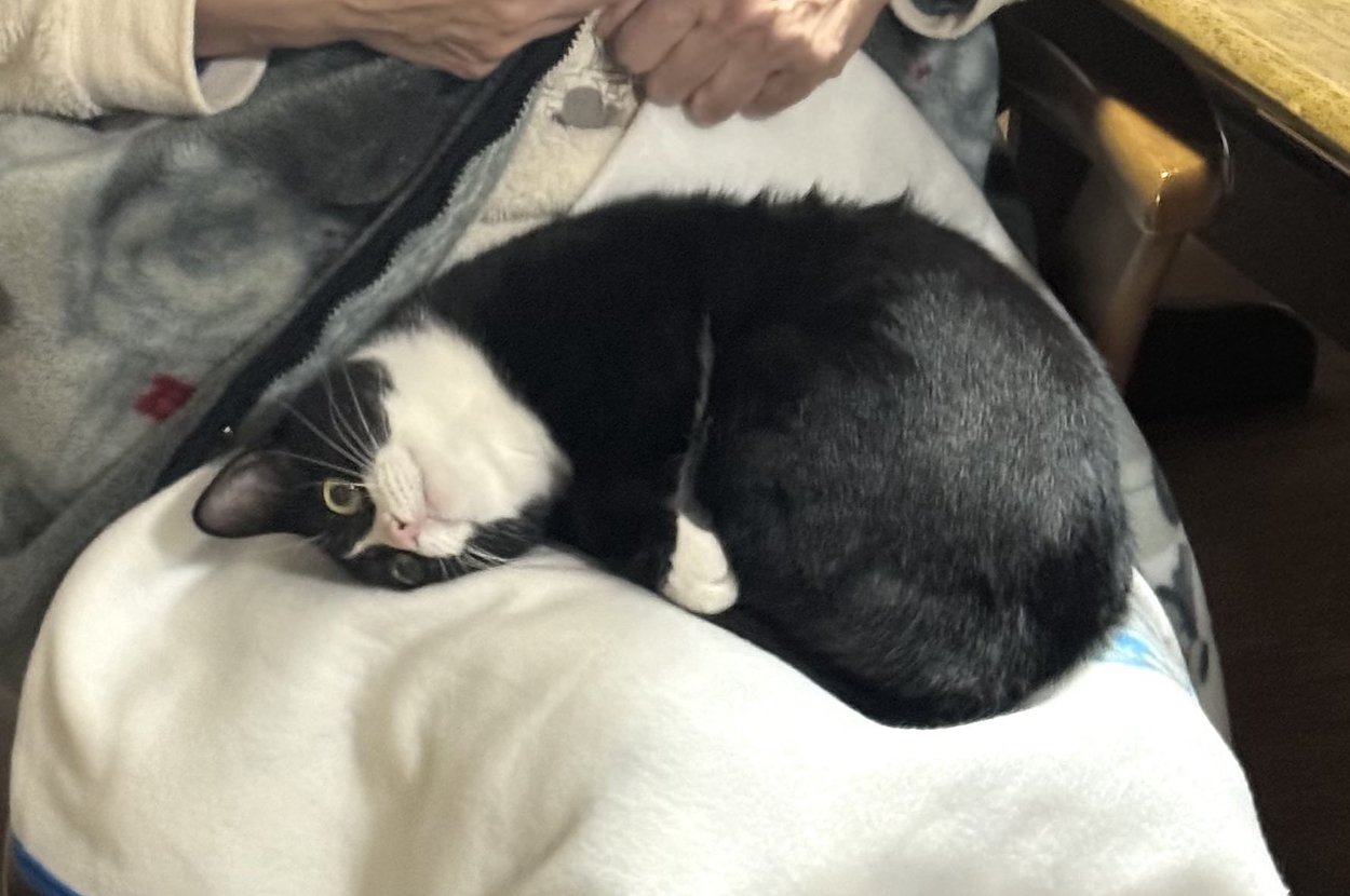 母の膝と父の膝で態度が変わるタビちゃん / タトゥルヌスさんのXより