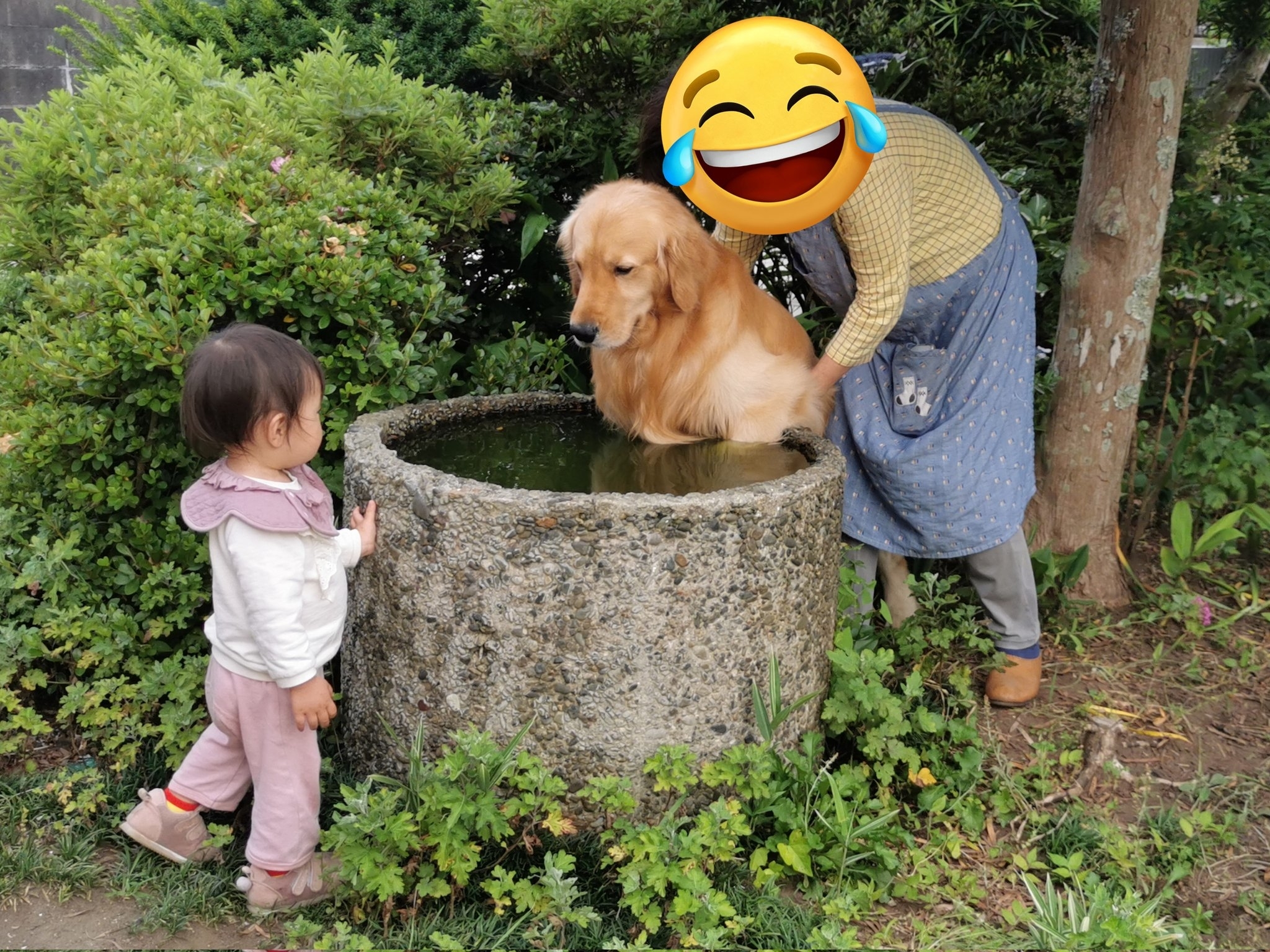 池ポチャしてしまったふぉるて君 / 飼い主さんのXより