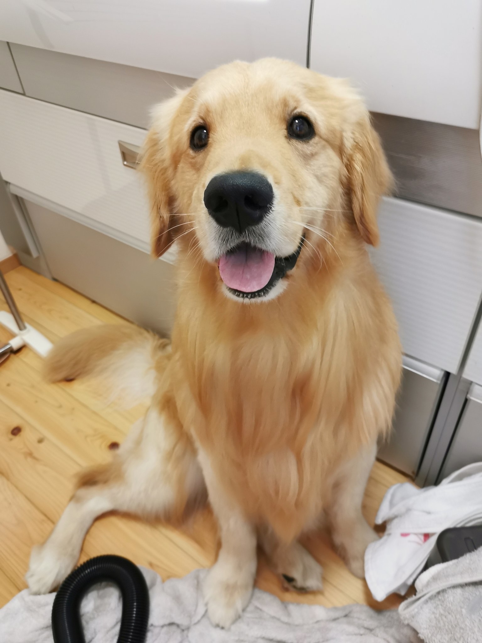 ふわふわになったふぉるて君 / 飼い主さんのXより