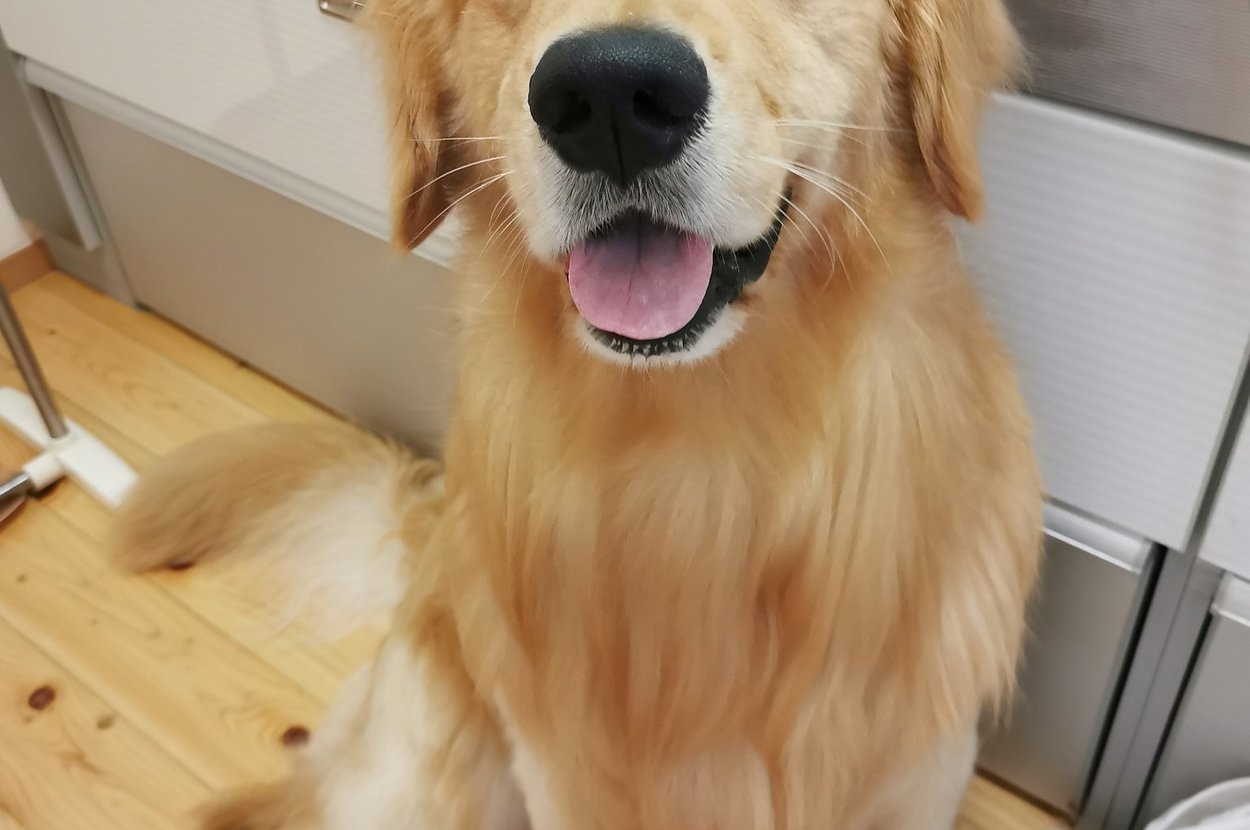 シャンプー直後のふぉるて君。このあと……？ / 飼い主さんのXより