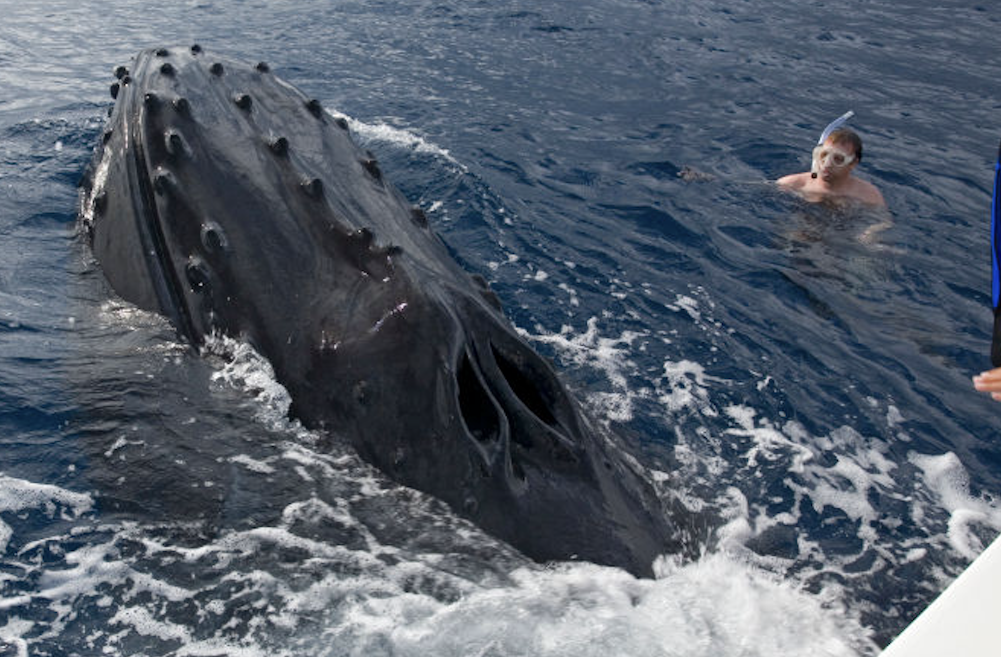 A snorkeler floats in the ocean near a surfacing whale with barnacles on its head, close to a boat