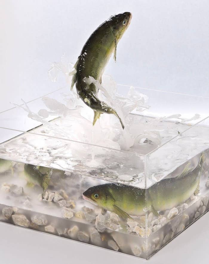 躍動感あふれる鮎 / 株式会社いわさき公式アカウントより