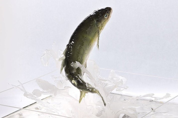 鮎の食品サンプル / 株式会社いわさきの公式アカウントより